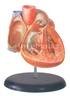 BIG ADVANCED ANATOMICAL HEART MODEL